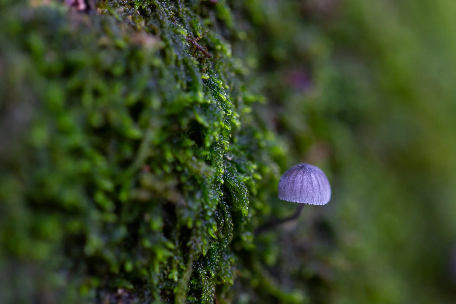Fungi-16.jpg