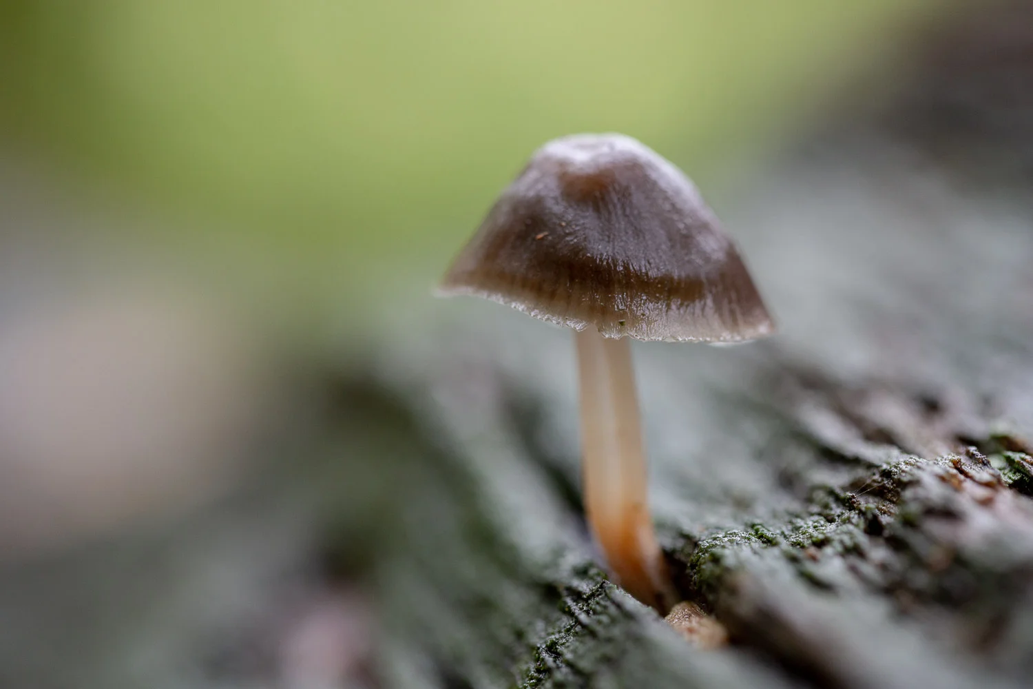 Fungi-13.jpg