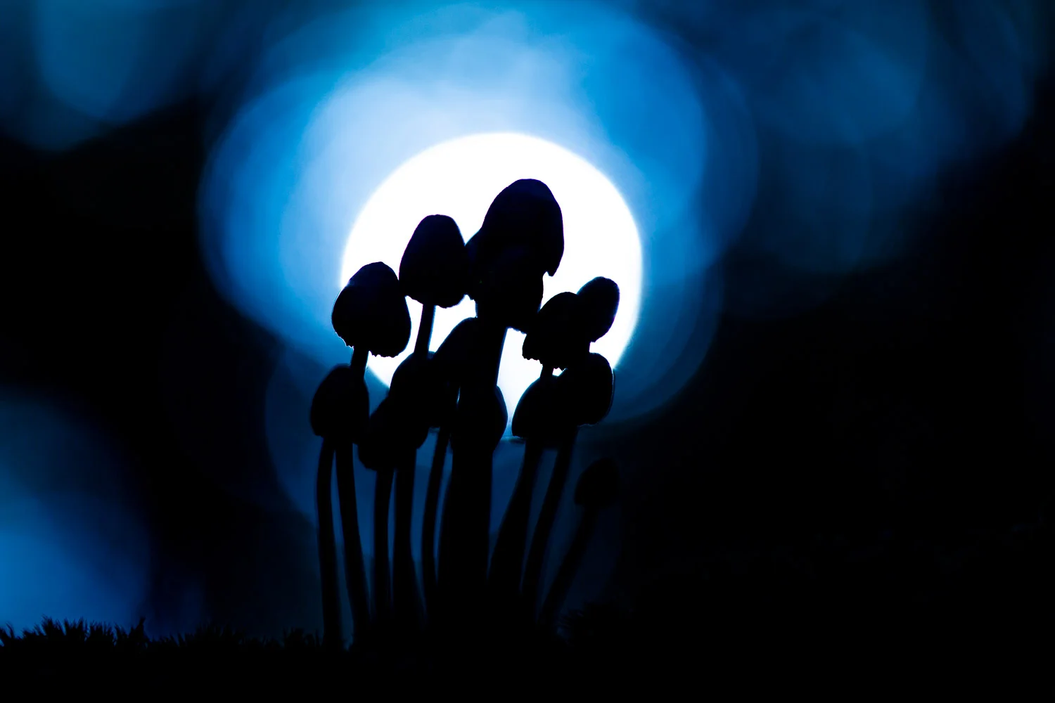 Fungi-9.jpg