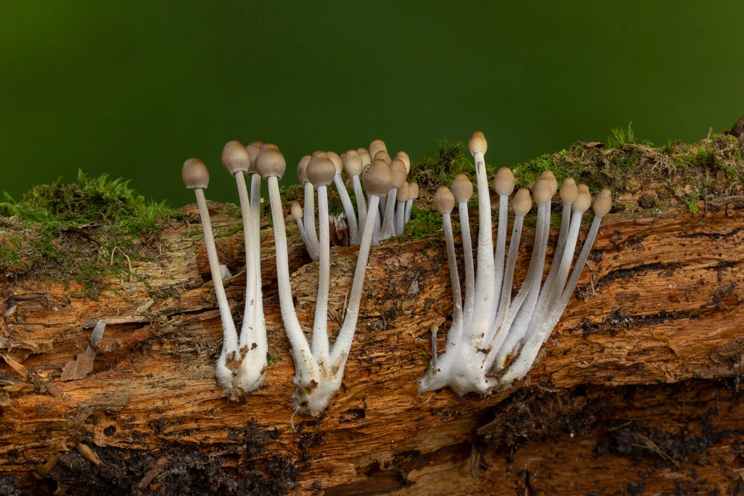 Fungi-3.jpg