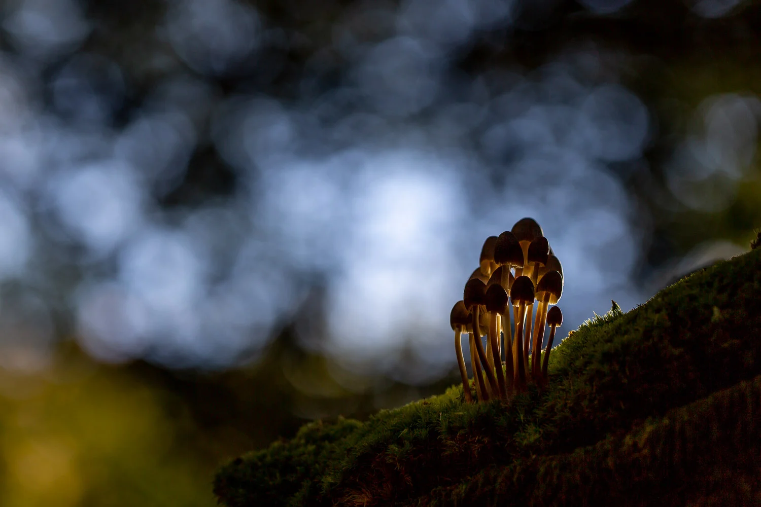 Fungi-4.jpg