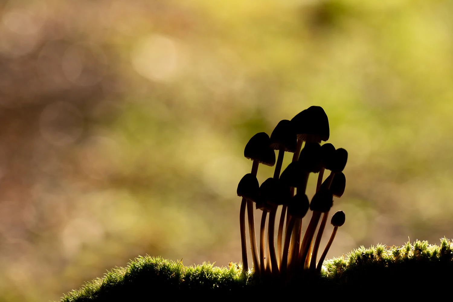 Fungi-6.jpg