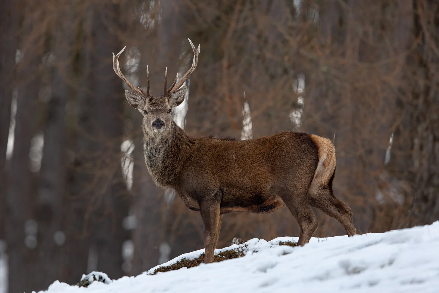 Red deer stag in the Caledonian forest of the Cairngorm mountains