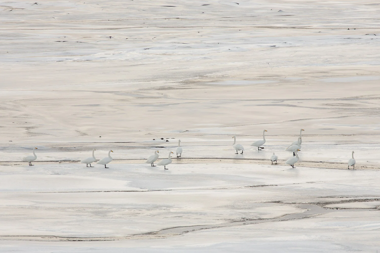 Whooper swans on a frozen loch in Scotland
