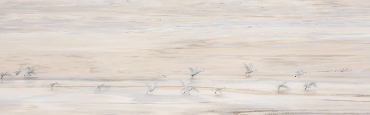 Whooper swans in flight on Loch Glascarnoch in Scotland