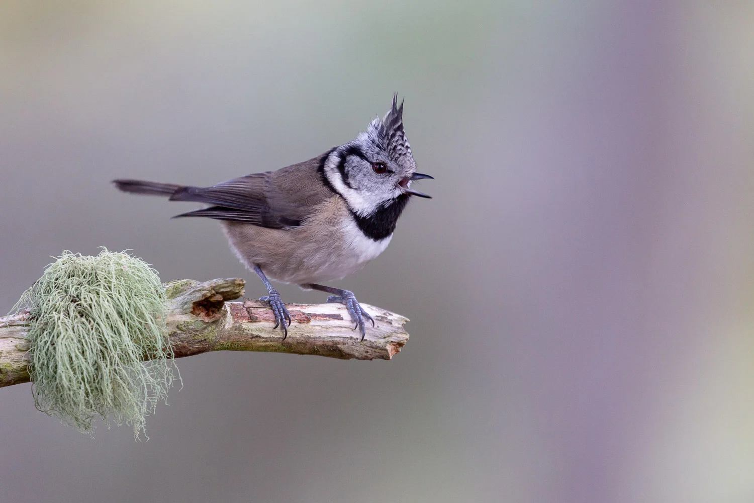 A crested tit in the Cairngorm mountains of Scotland