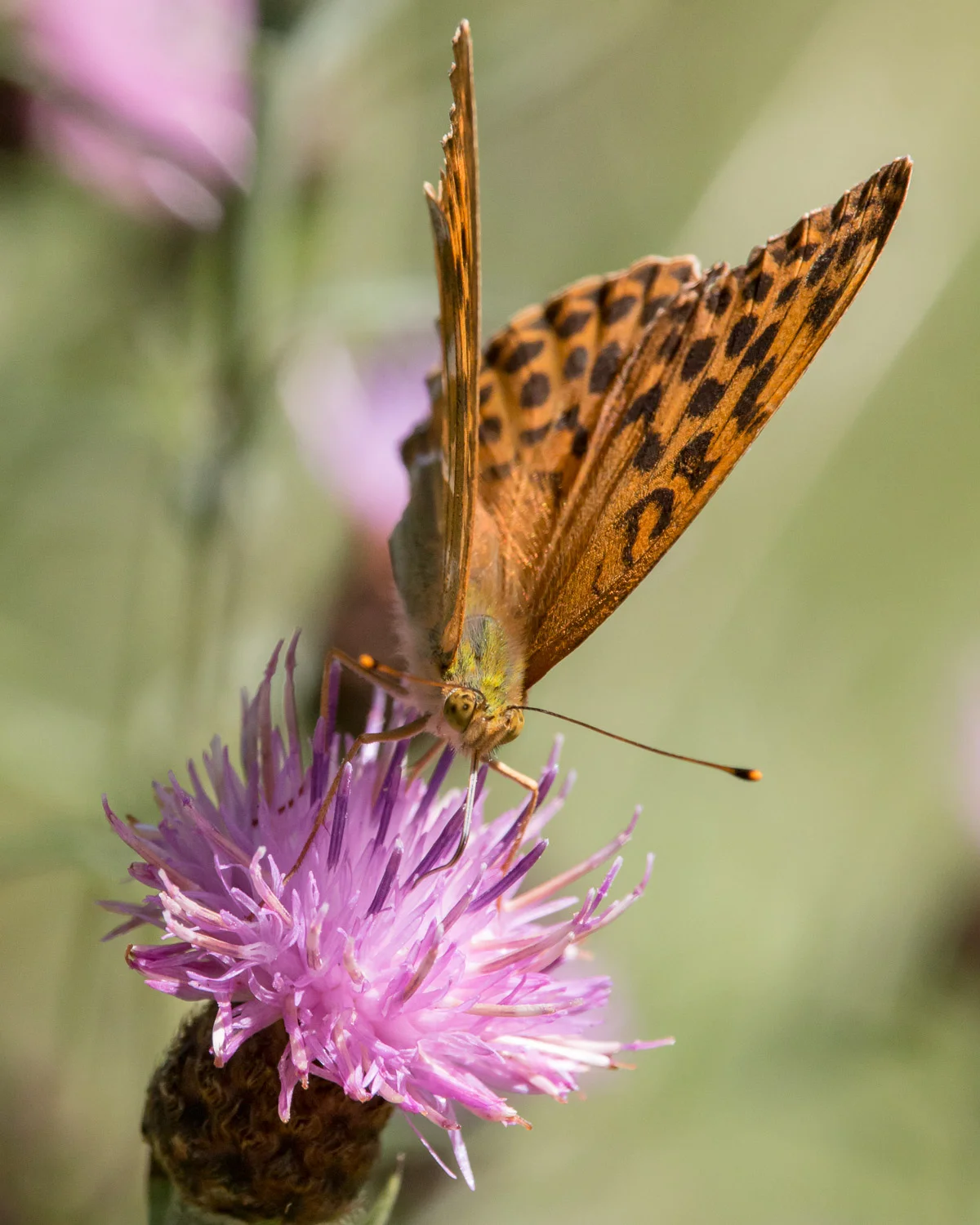 buterfly.jpg