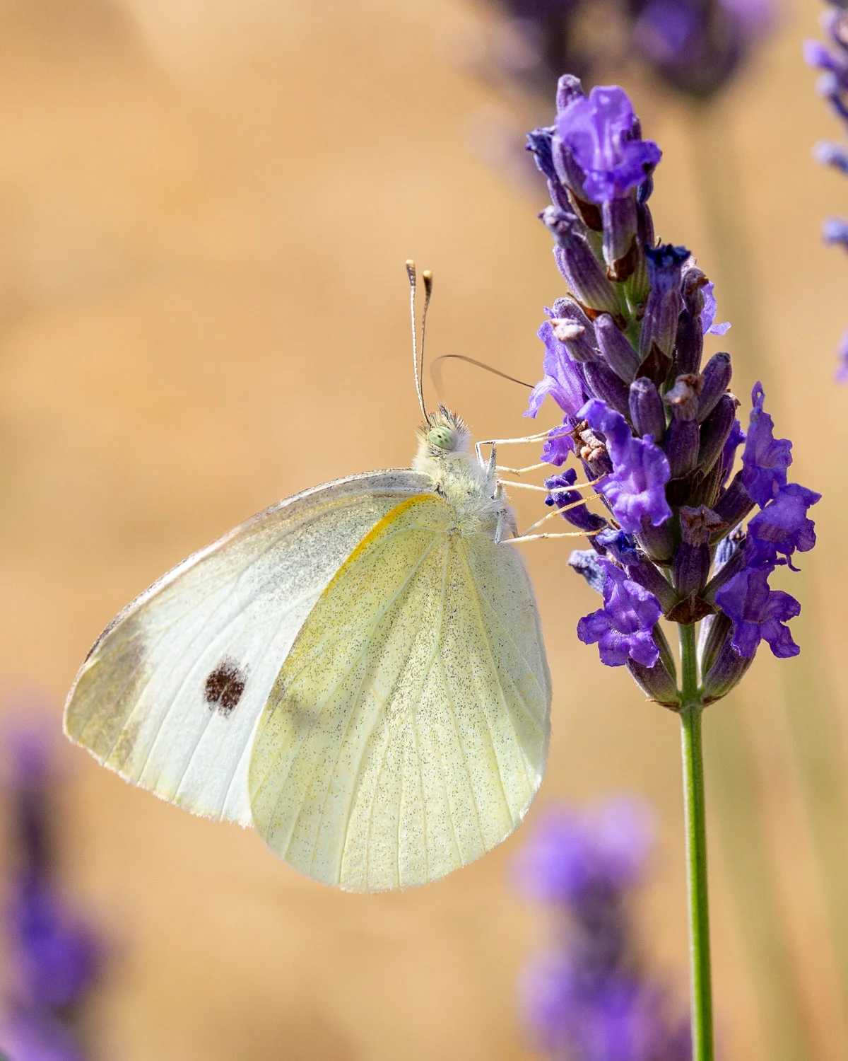 butterfly-7.jpg