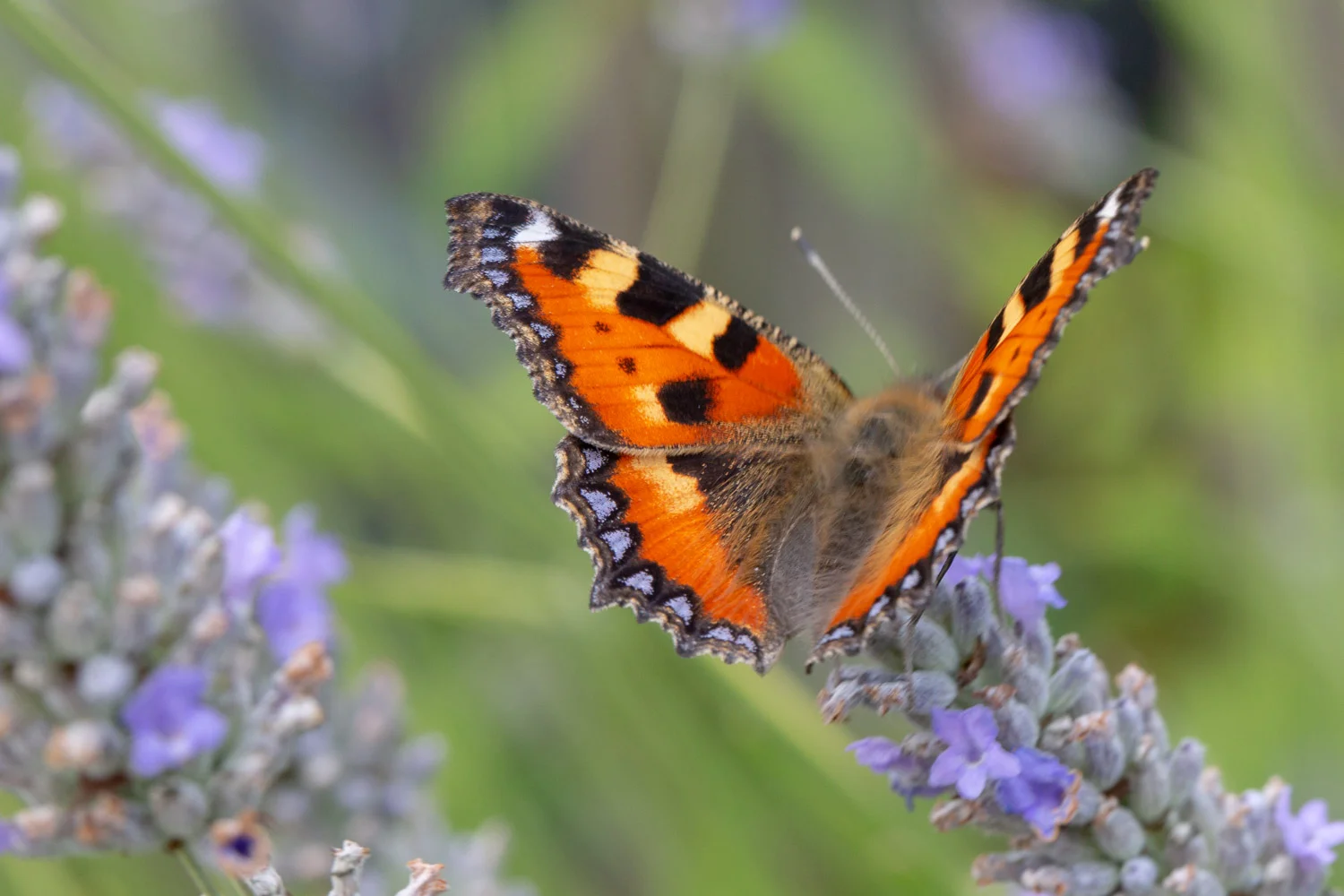 butterfly-12.jpg