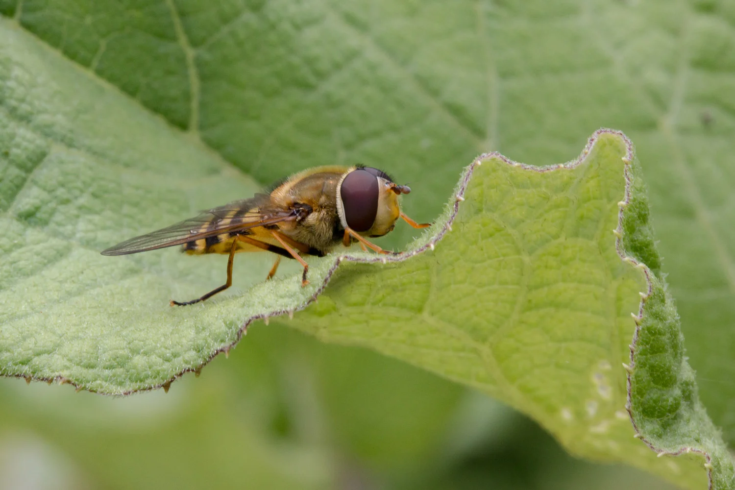 damsel-3.jpg