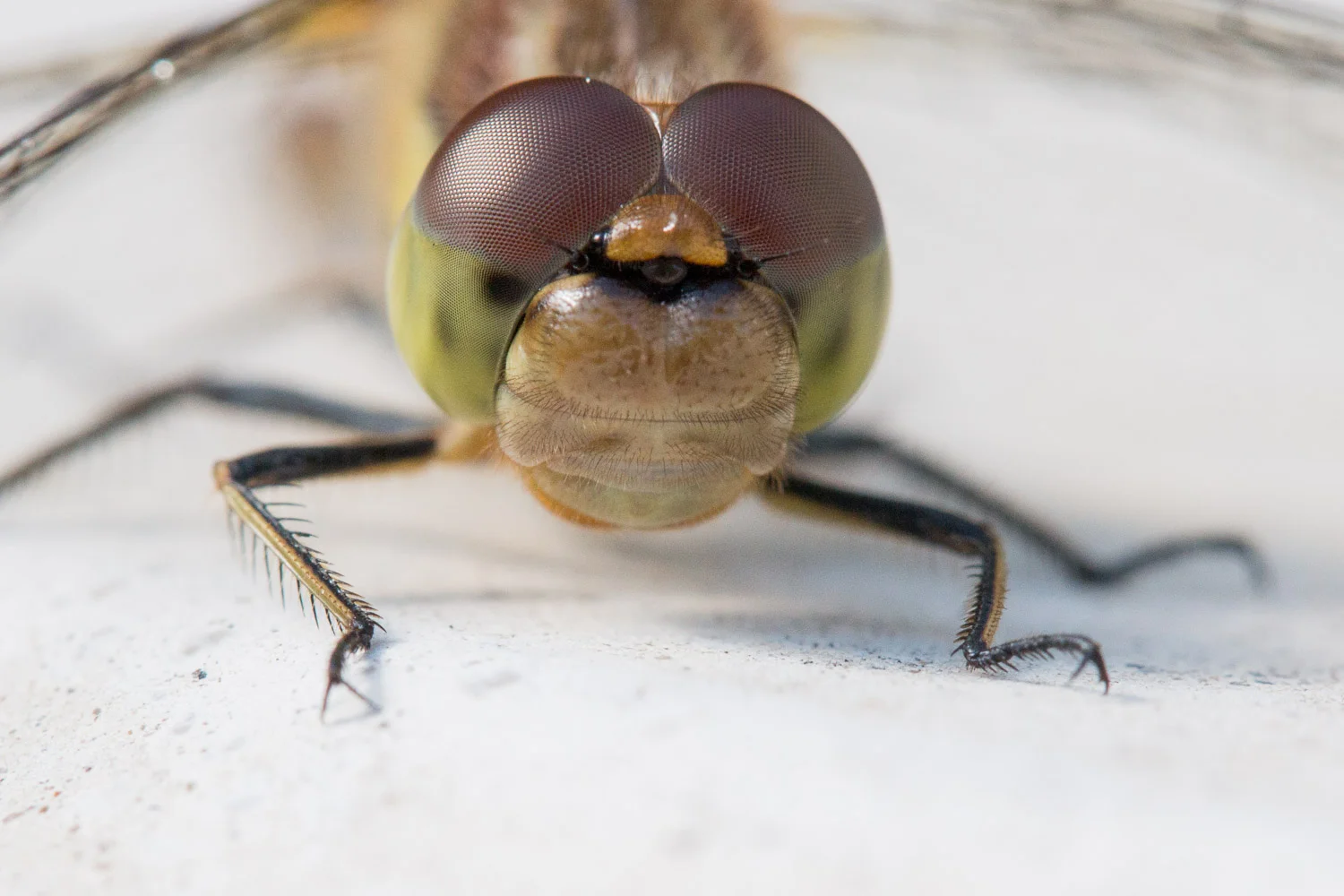 damsel-4.jpg