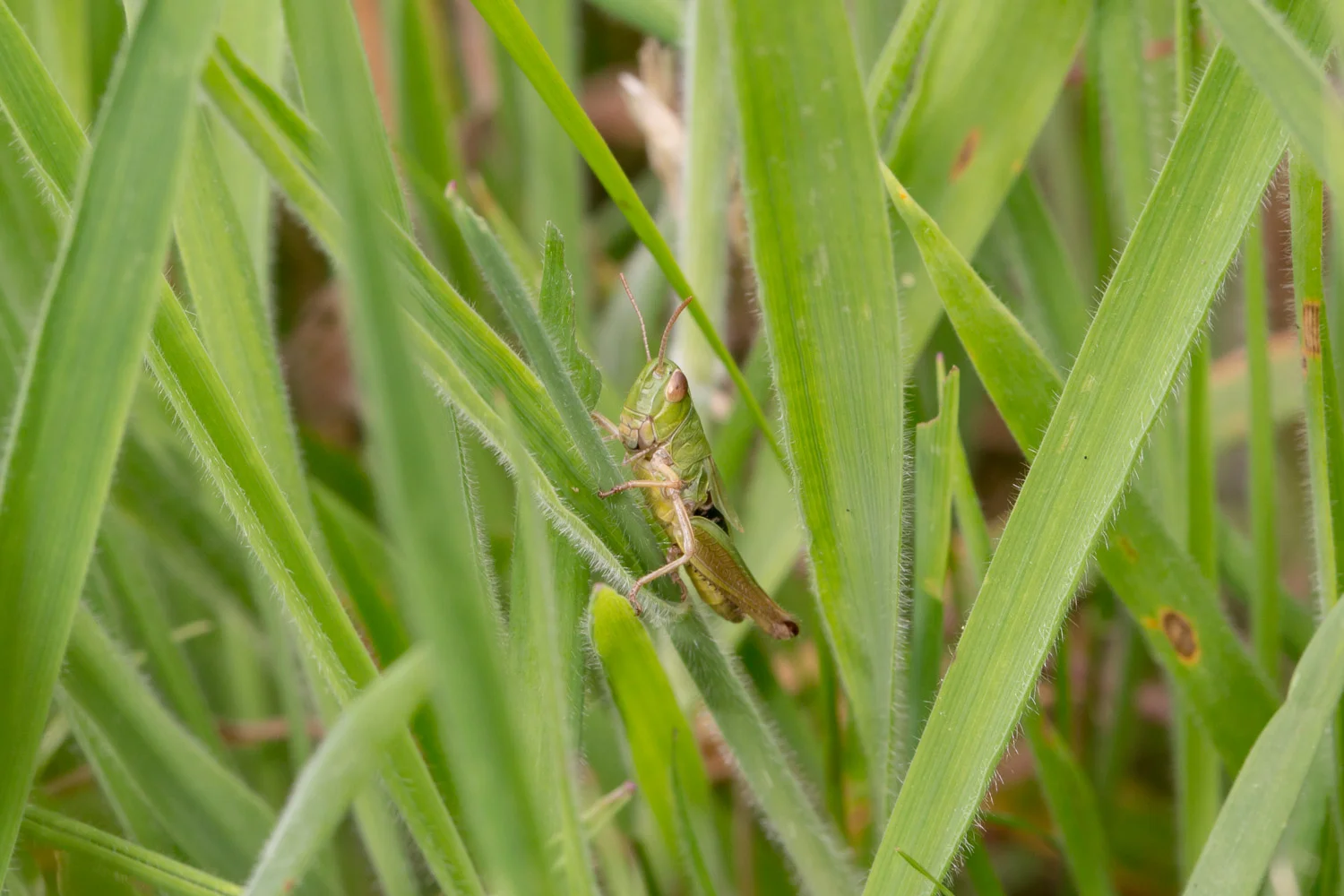 grasshopper.jpg