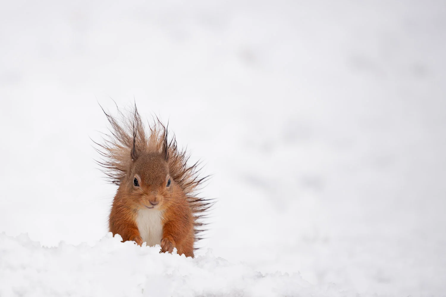 red squirrel in the Cairngorm mountains of Scotland