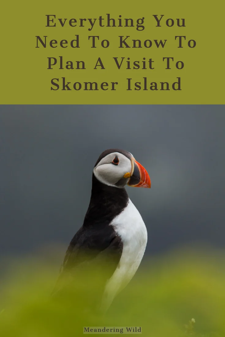 Skomer Island is located off the south west Wales coast in Pembrokeshire. In the summer months it is home to thousands of seabirds including puffins. A trip to see these sea birds needs planning to get the most from the day.