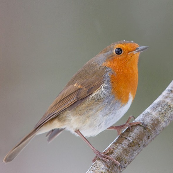 Just a robin with an icy head! should have been photographing red squirrels with @hare_whisperer but got a little distracted 😂
.
.
#bird #robin #robinsofinstagram #britishwildlife #britishbirds #britishgardenbirds
