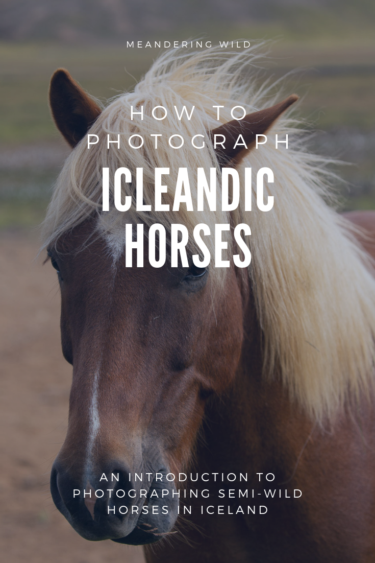 Icelandic horses are found all over Iceland. They are fantastic subjects for photographs and their personalities shine through in pictures. This is a complete guide to help you photograph the horses safely.