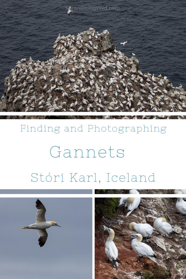 Stóri Karl in the far north east of Iceland is home to a thriving gannet colony. It is a hard journey to reach the cliffs but in the summer months the gannets make it a worthwhile adventure.