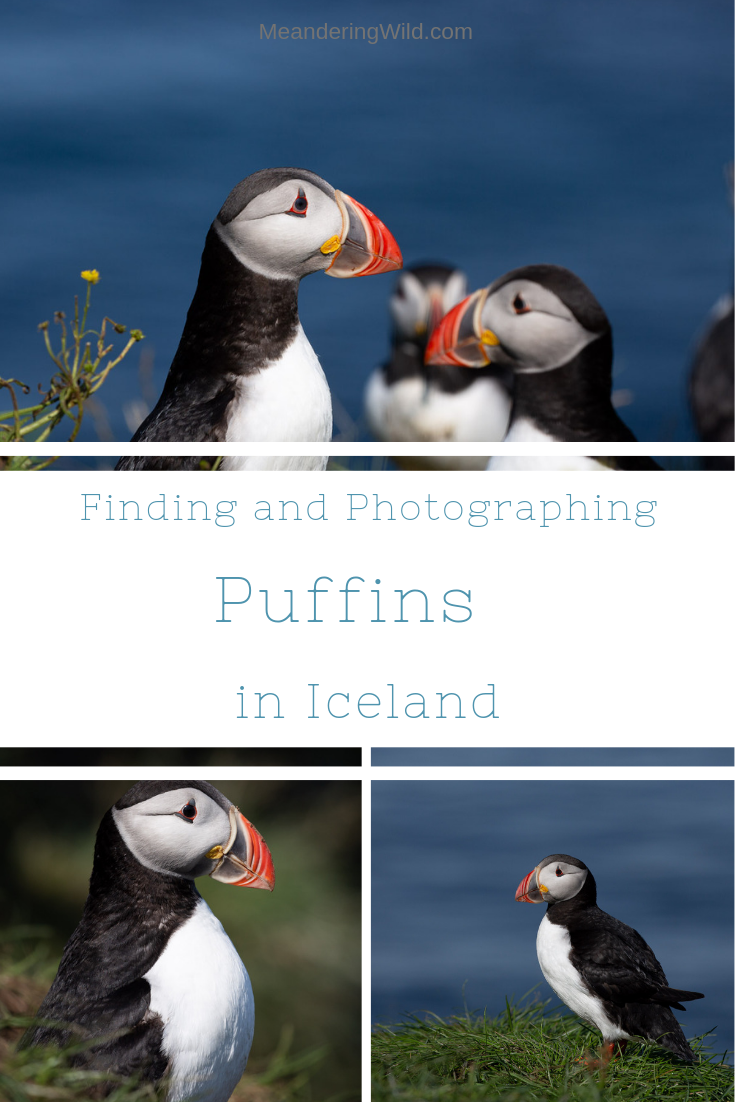 Puffins make Iceland their summer home. There are a number of places around Iceland where they can be found and easily photographed.
