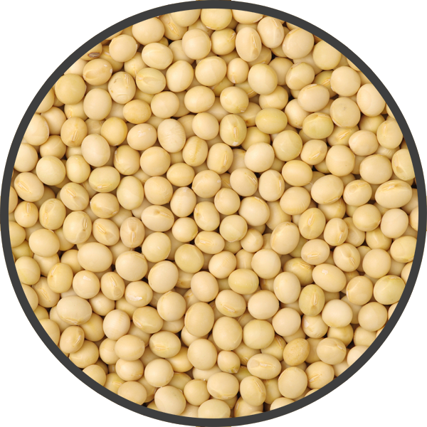 Soy.png