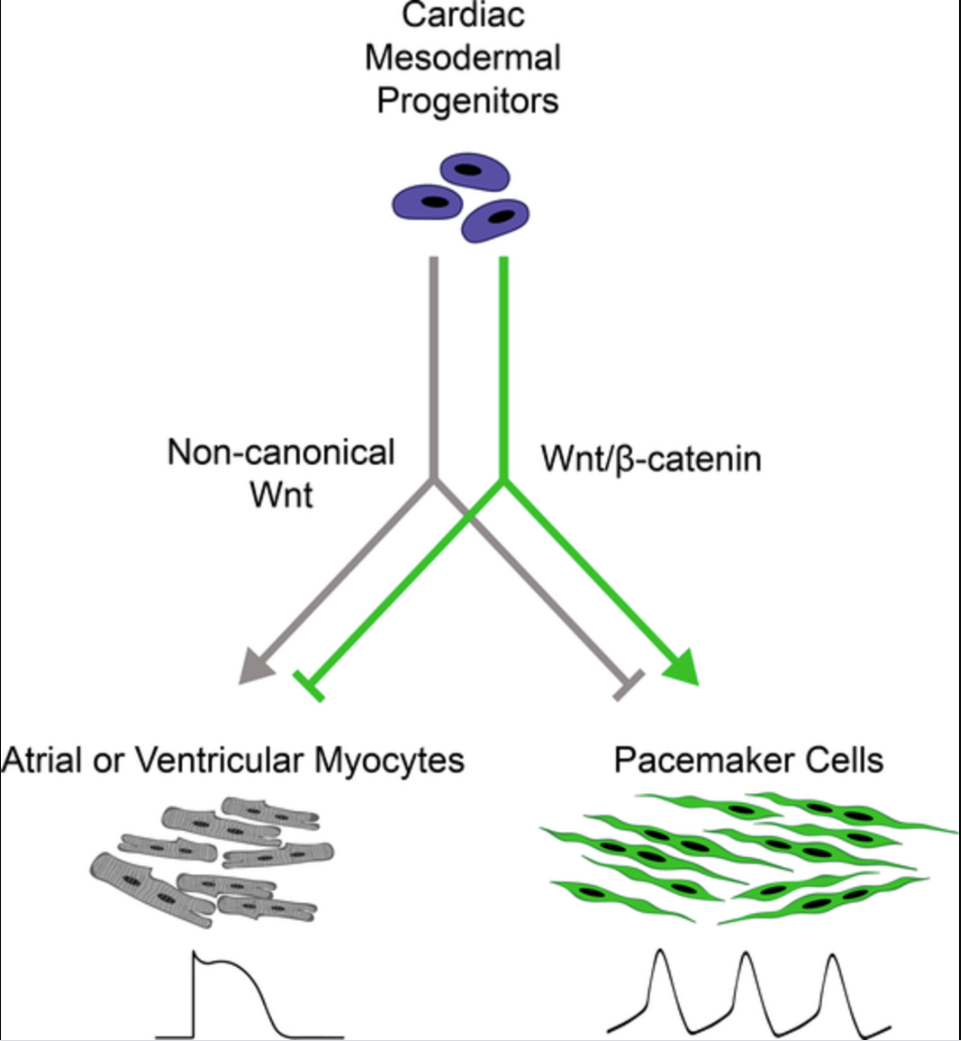 Wenbin et al 2019 Fig1.PNG