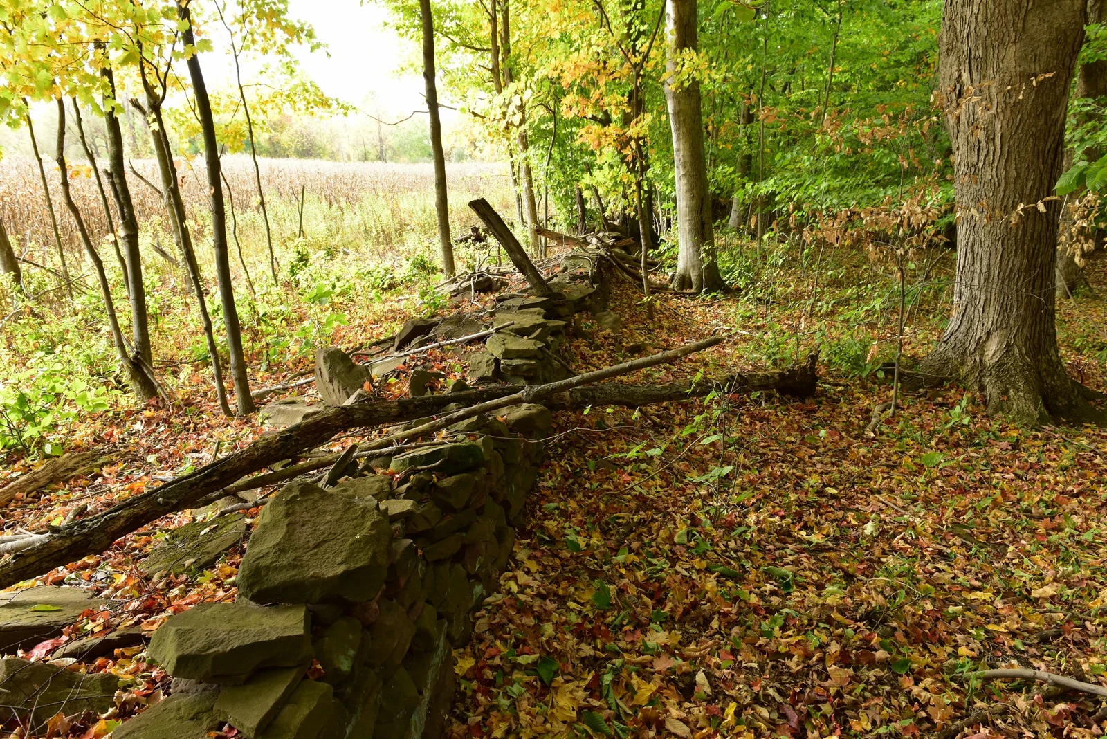 A Family's Legacy Preserved