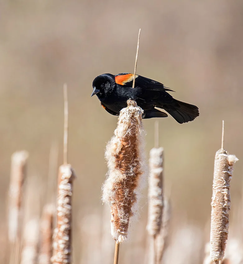 red-winged-blackbird, Willie D'Anna.jpg