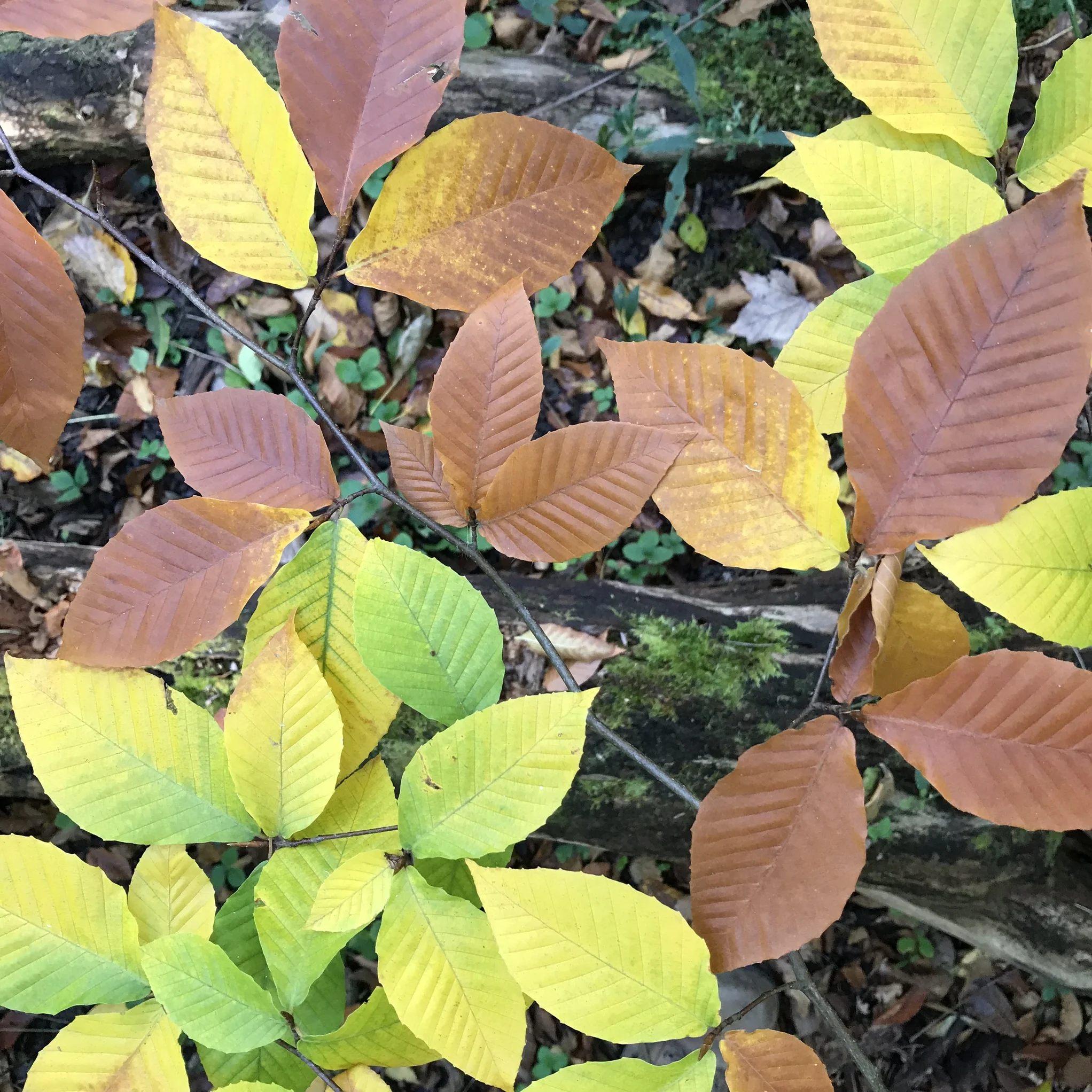 American beech colors- KF.jpg