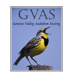logo_0003_GVAS-logo.jpg
