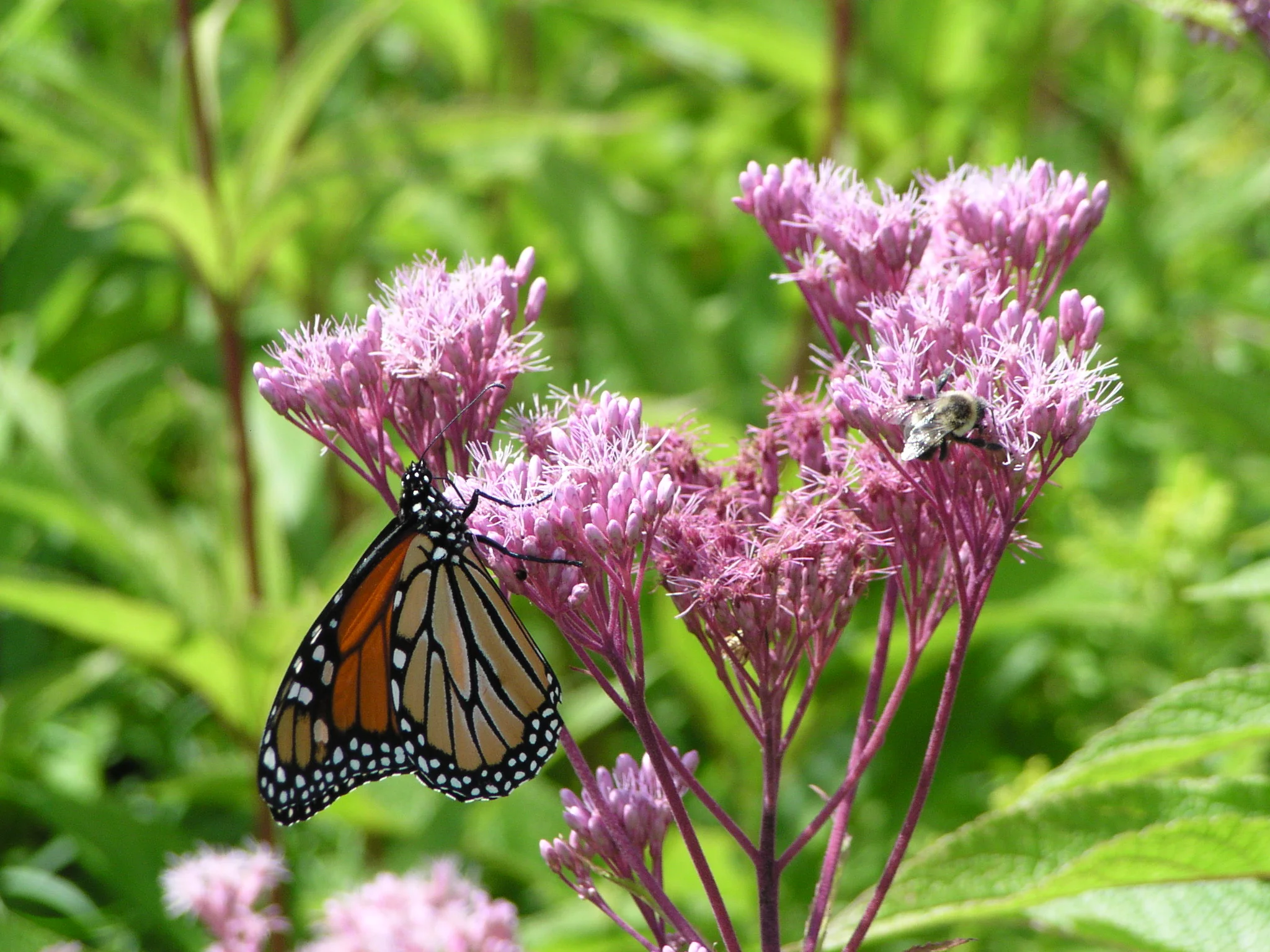 Ganargua Creek Meadow Preserve