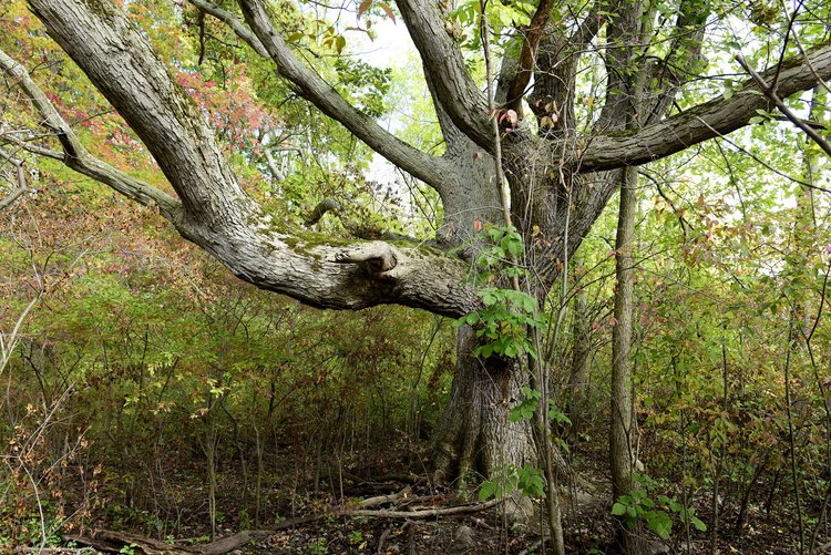Island Cottage Woods Preserve Genesee Land Trust