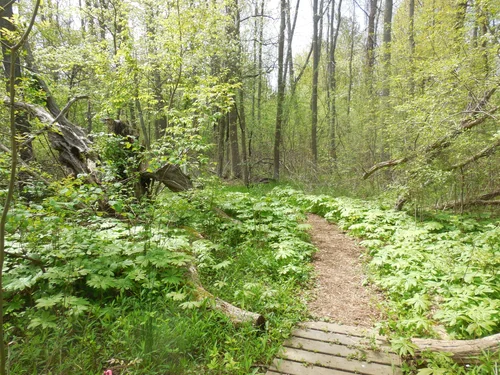 Island Cottage Woods Preserve Genesee Land Trust