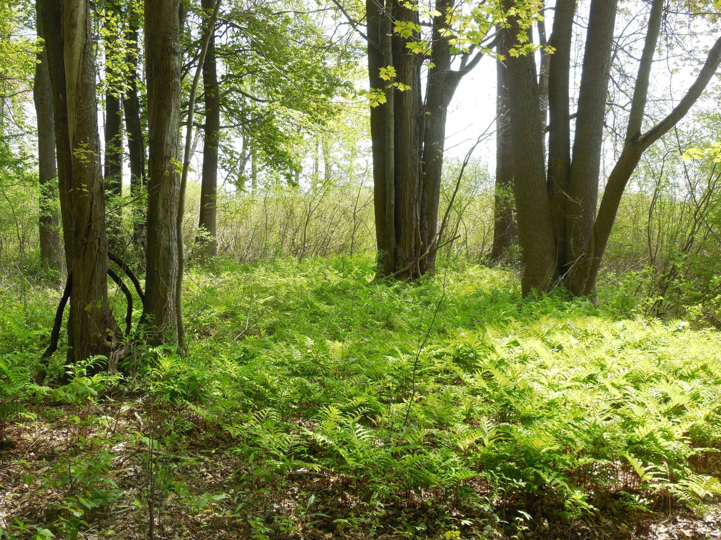 Island Cottage Woods Preserve Genesee Land Trust