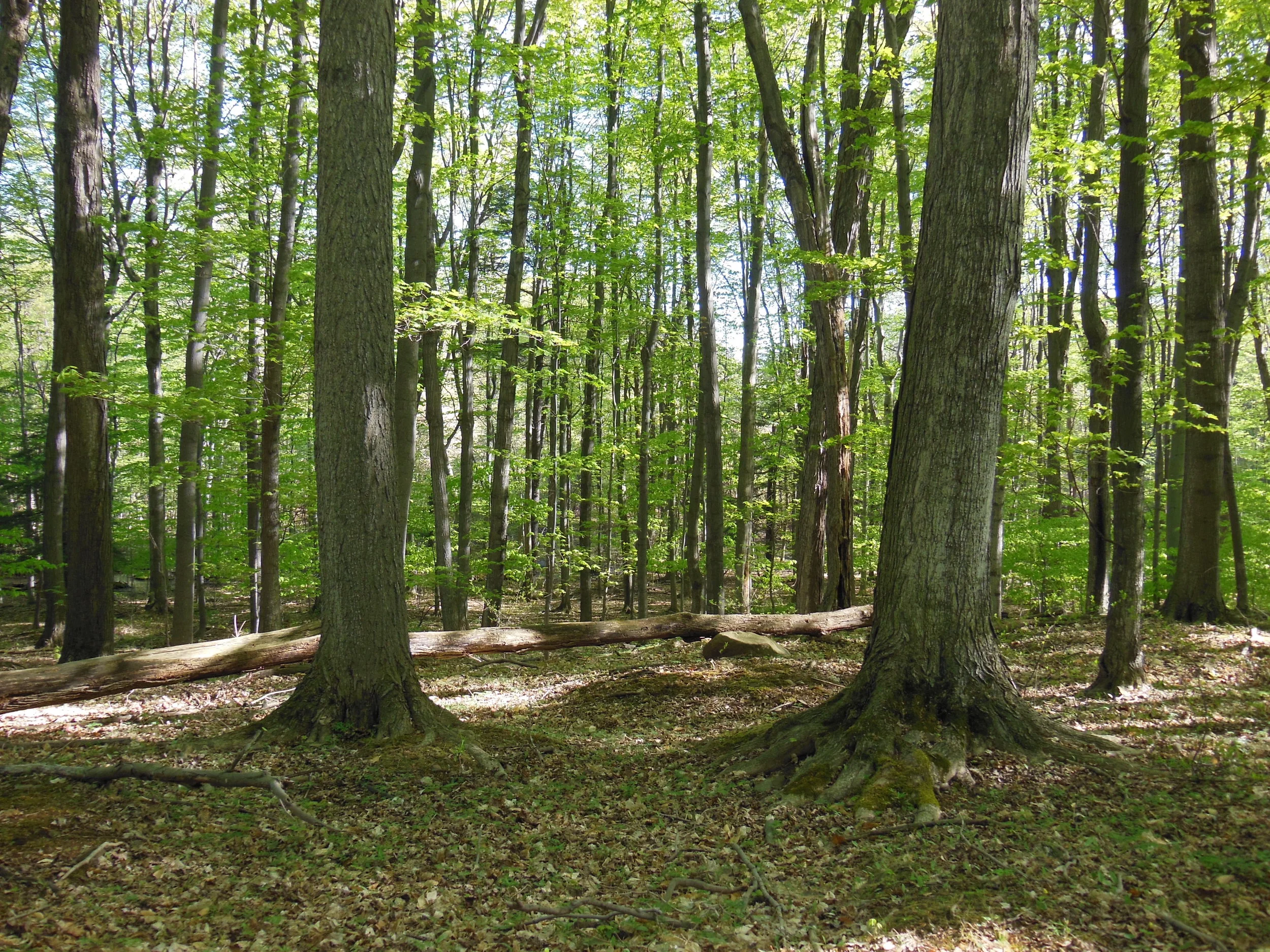 Amy's Ponds/Hundred Acre Wood