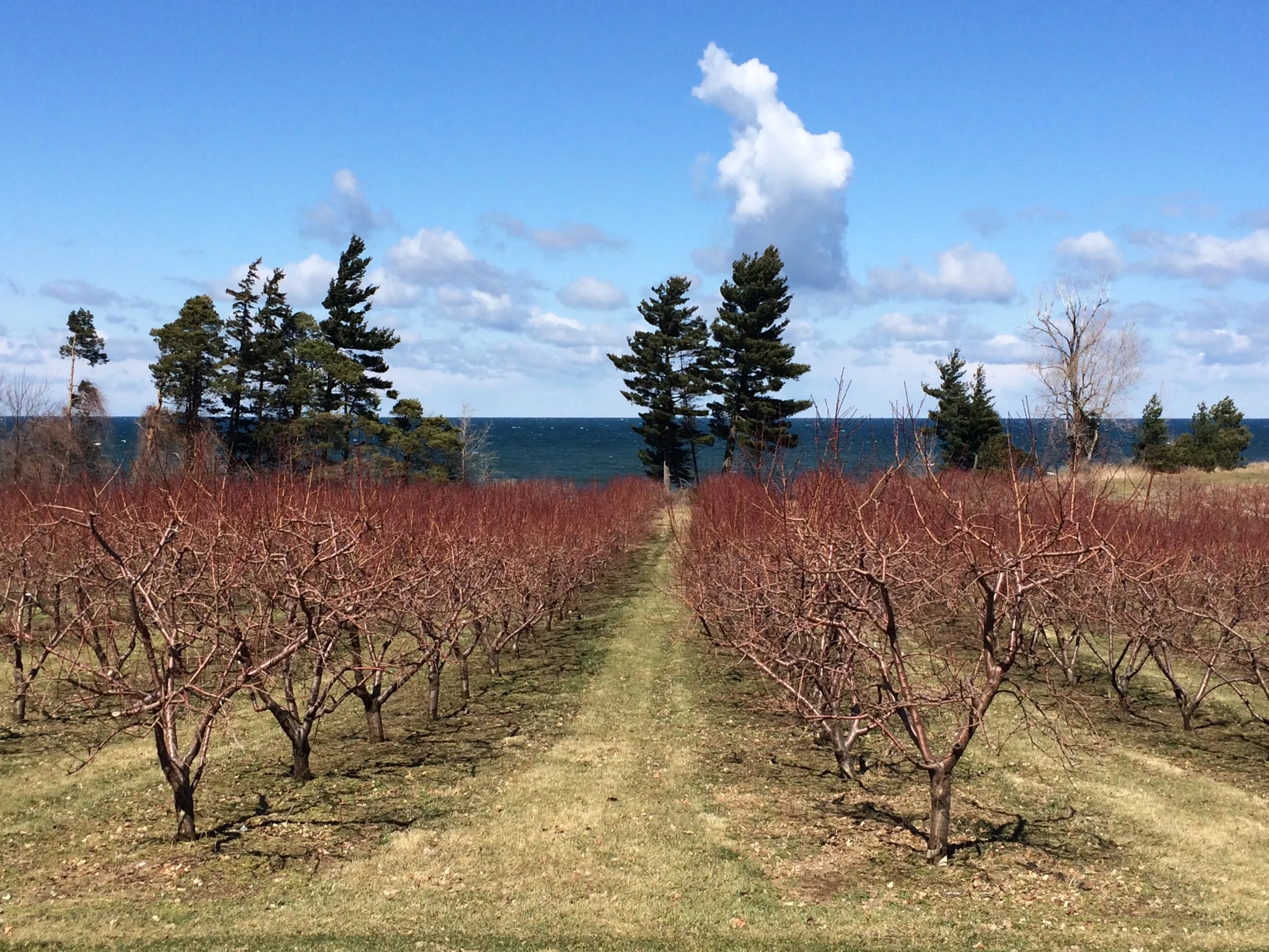 Work Party: Cornwall Preserve