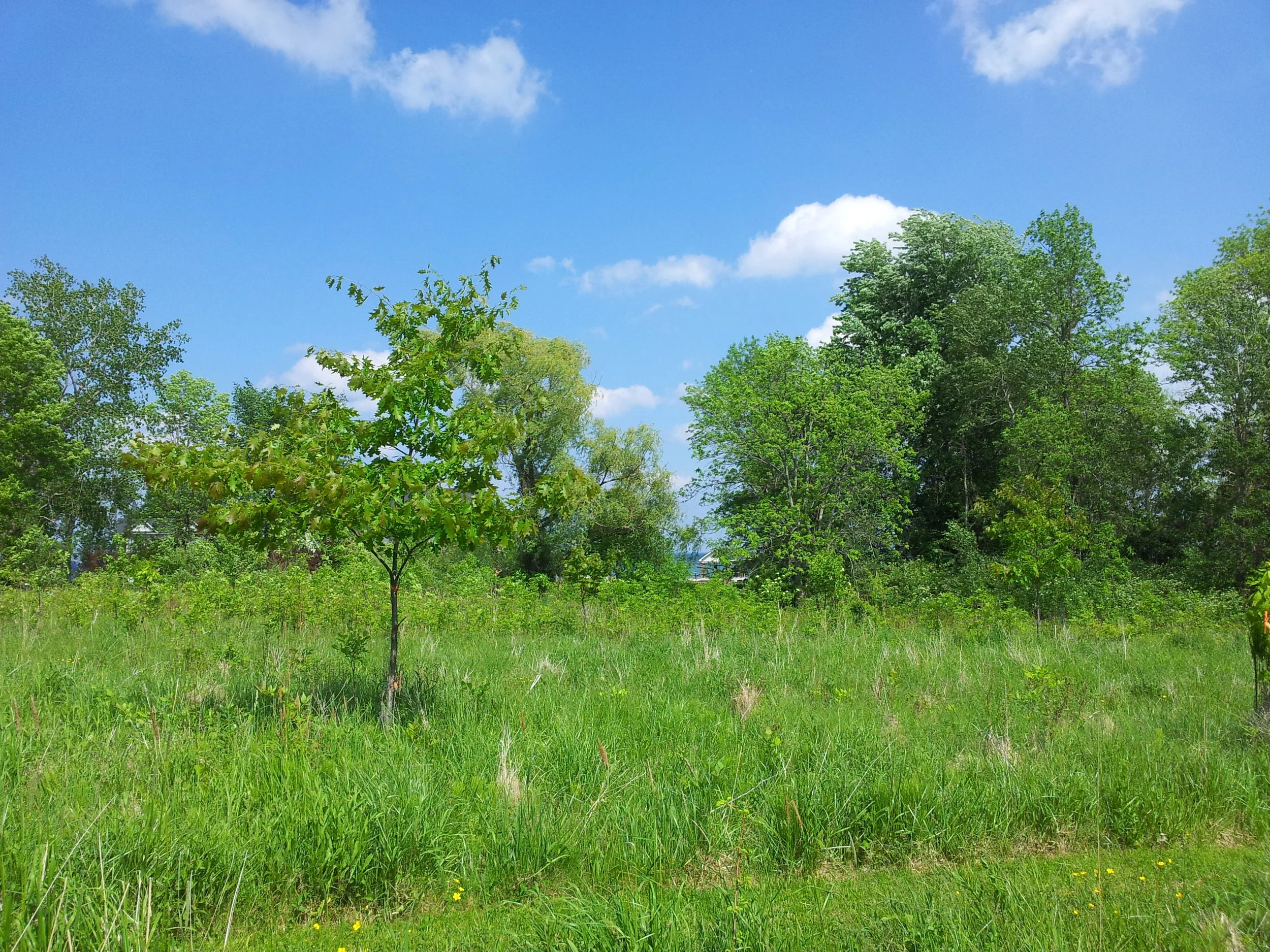 Trail Keepers Manitou Beach Preserve — Genesee Land Trust
