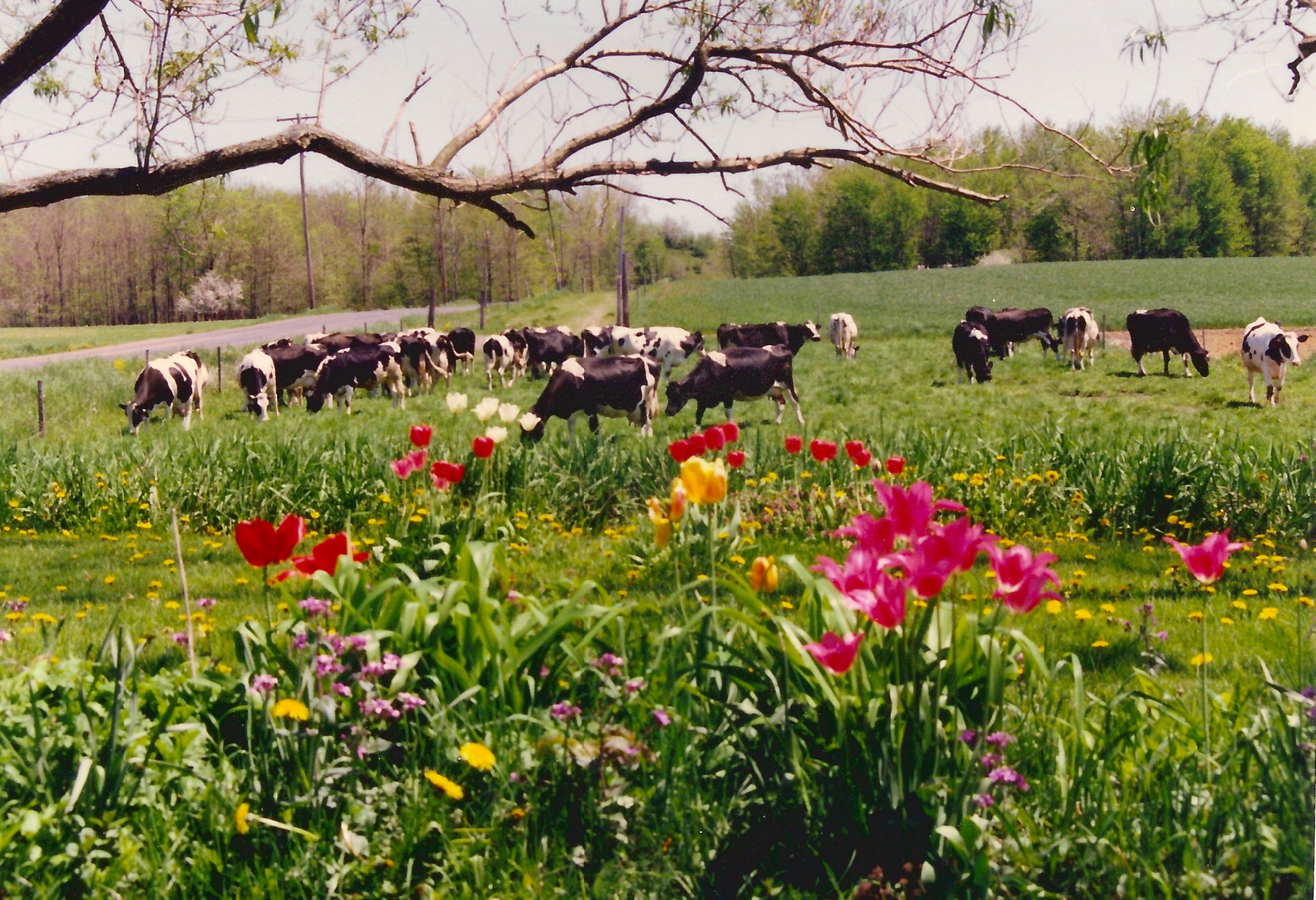 DeMinck spring -- tulips and cows.jpeg