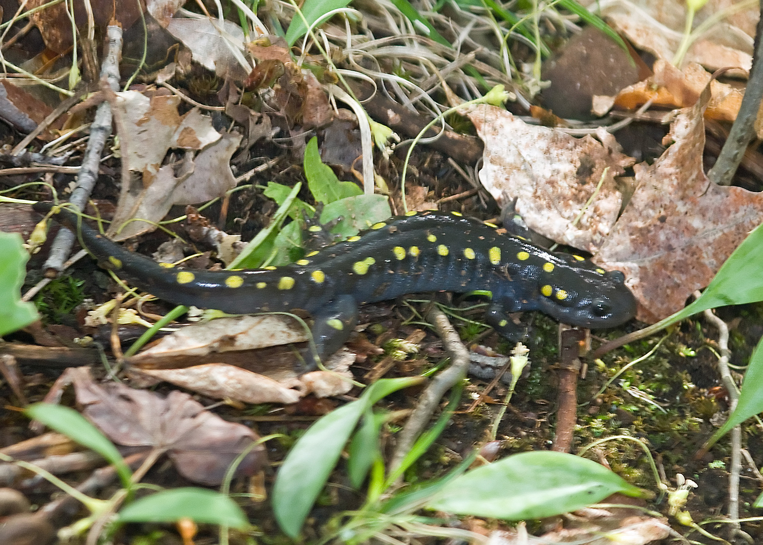 Spotted Salamander (Ambystoma maculatum) Amy's Pond 08-05-04.jpg