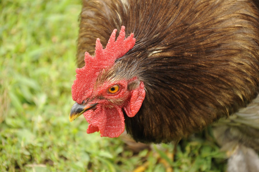 rooster close up.jpg