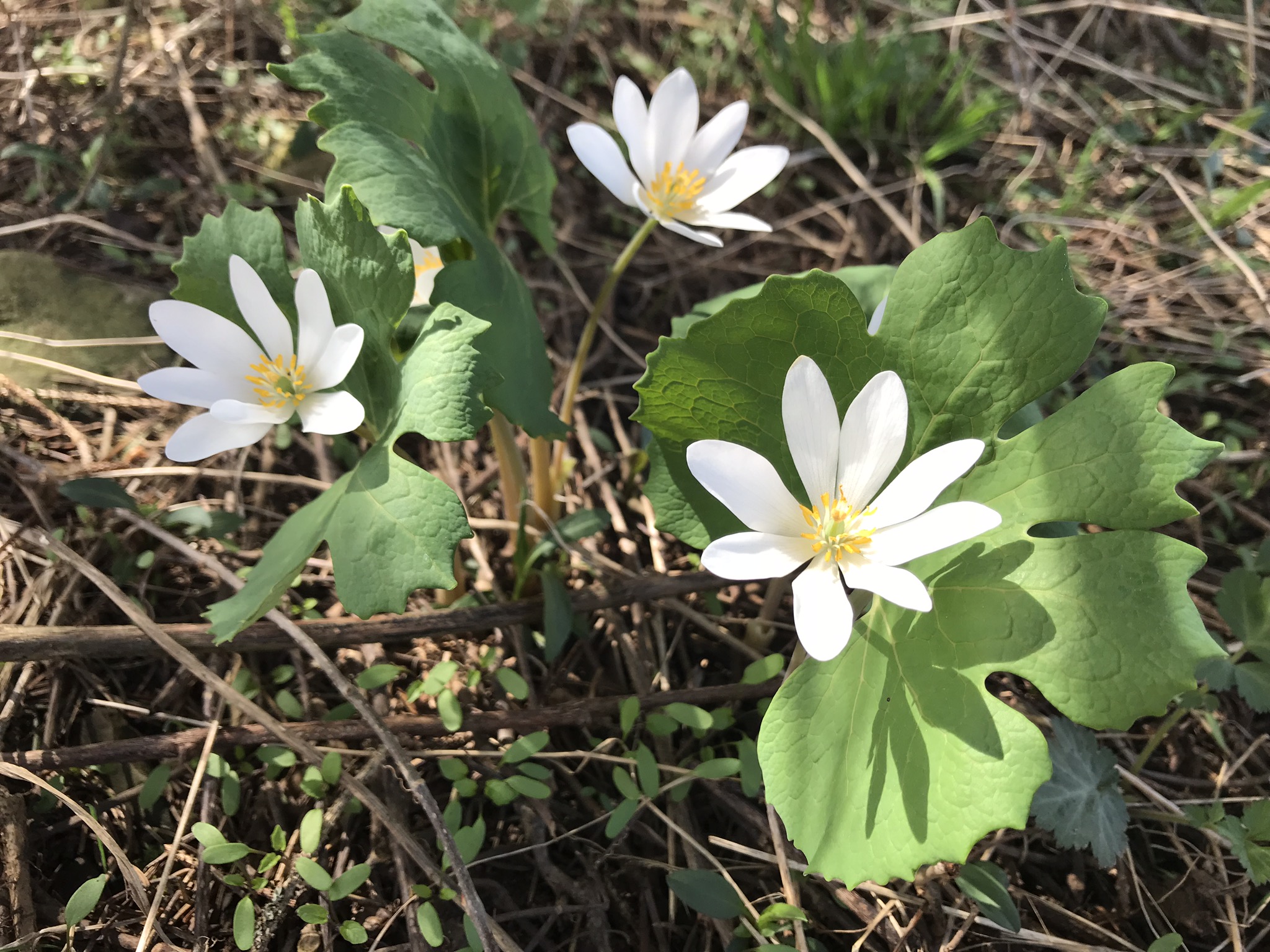 Bloodroot at Sanctuary at Crowfield Farm.jpg
