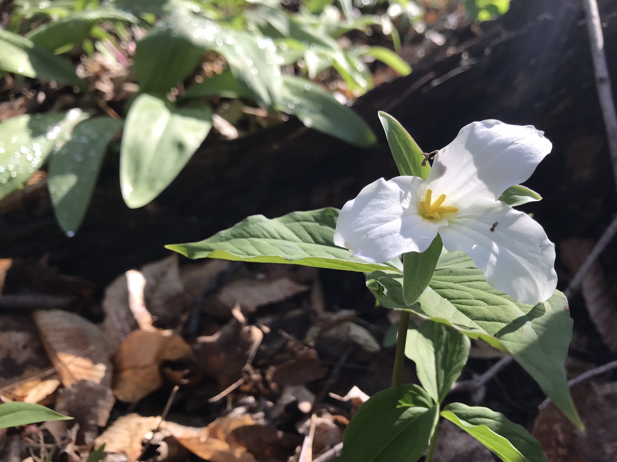 Trillium at Sanctuary at Crowfield Farm.jpg