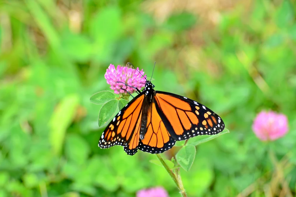 Nigel P. Kent (3).JPG