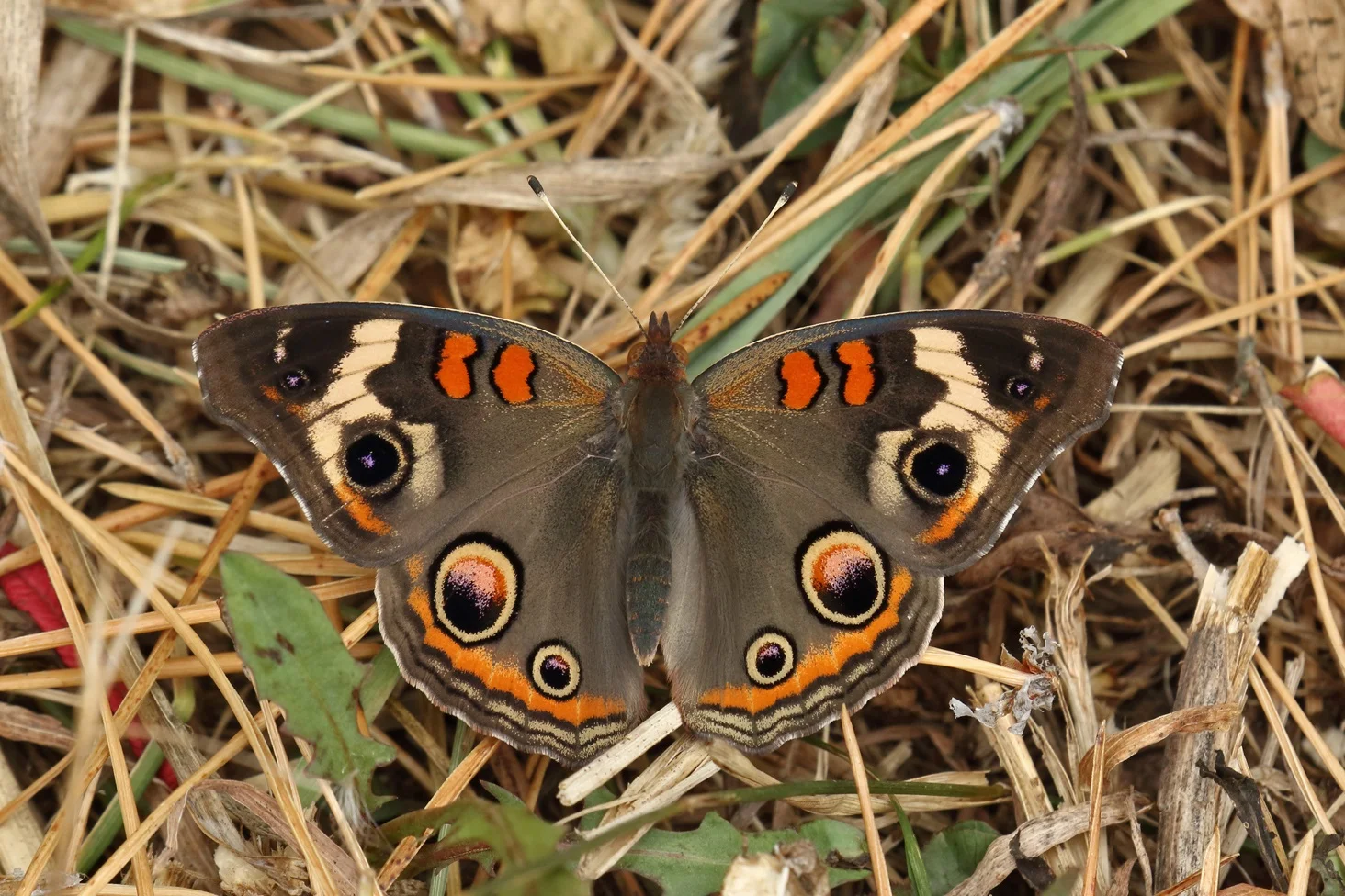 buckeye butterfly- Joe Wing.jpg