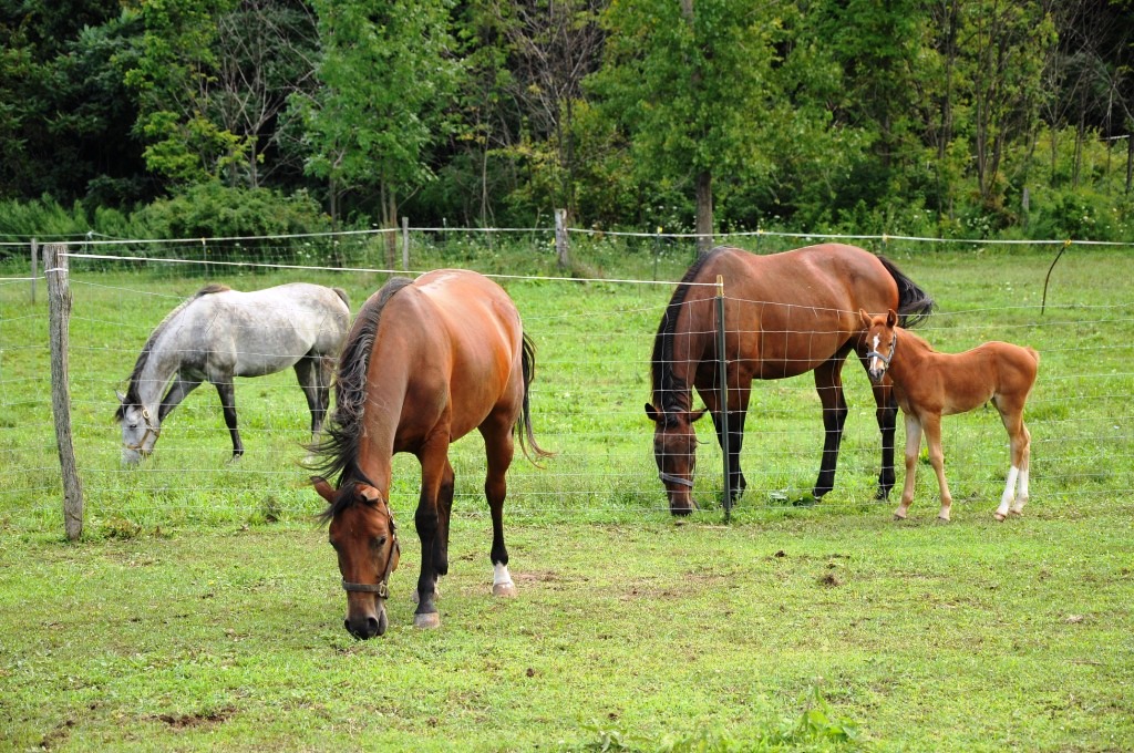Alasa Farms horses- Nigel P. Kent.jpg