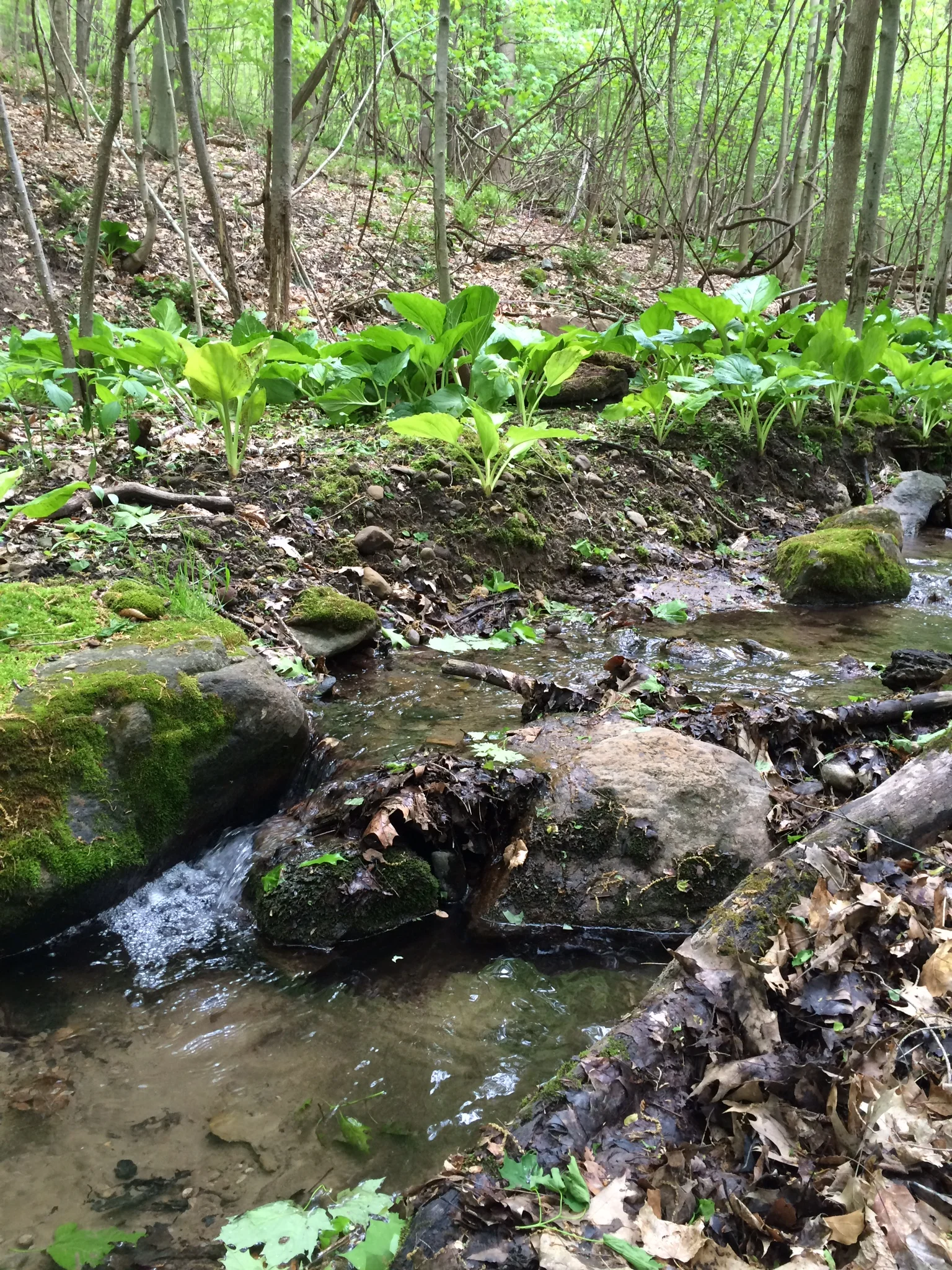 The Hassett Greenspace Conservation Easement in Victor. Genesee Land Trust staff photo.