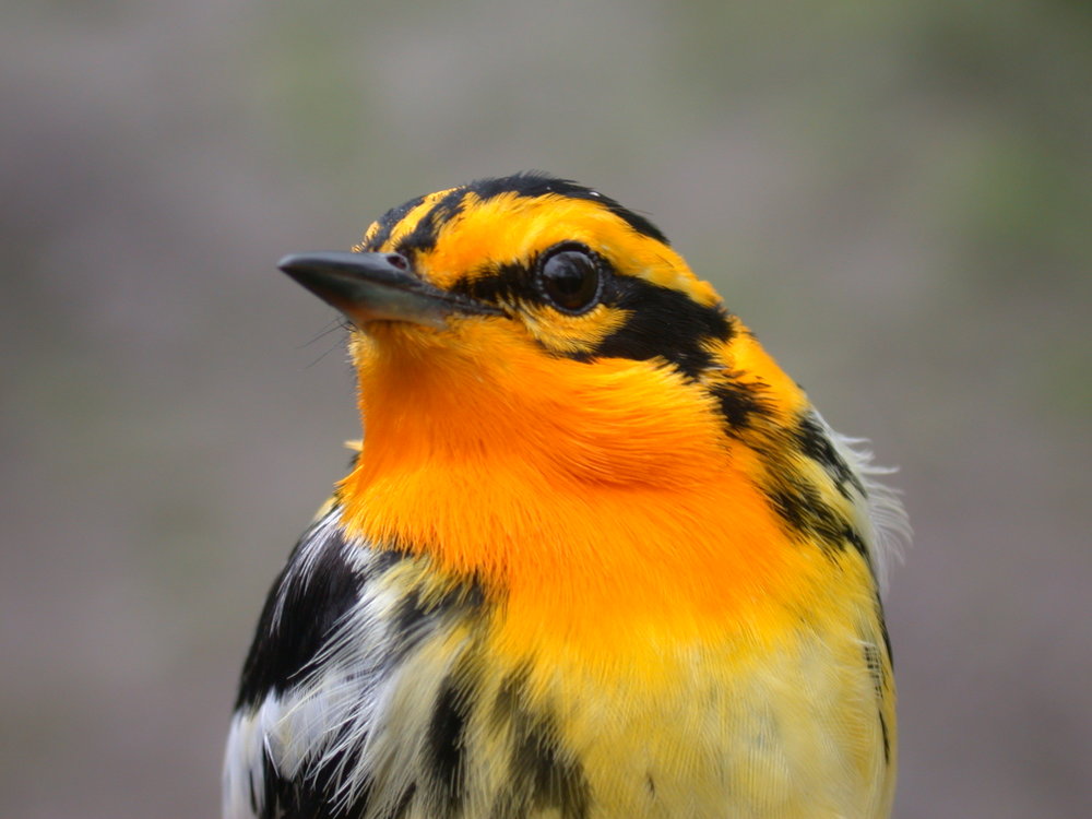 Blackburnian Warbler (male) - Charley Eisman.jpg
