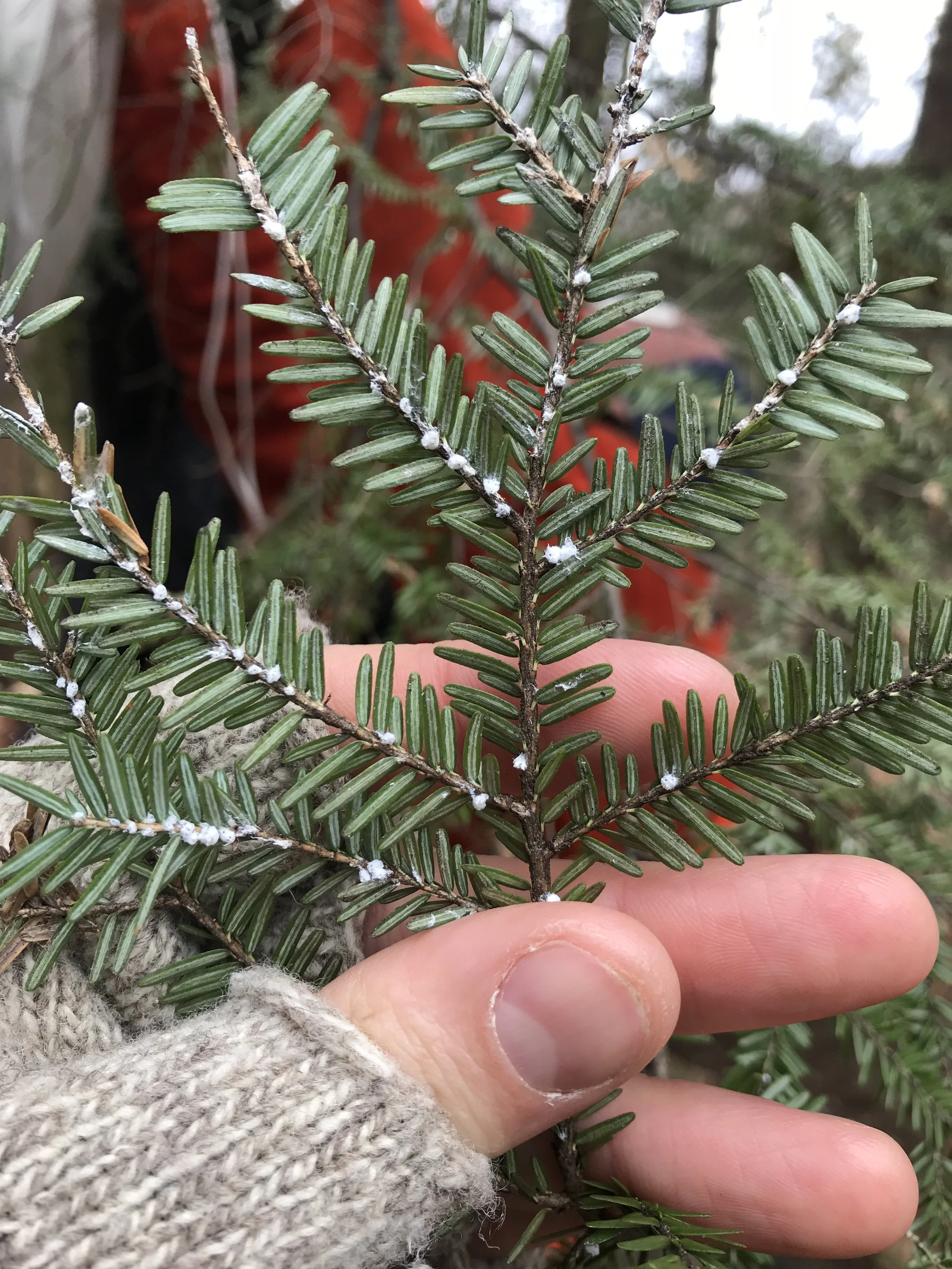 Hemlock Woolly Adelgid Training