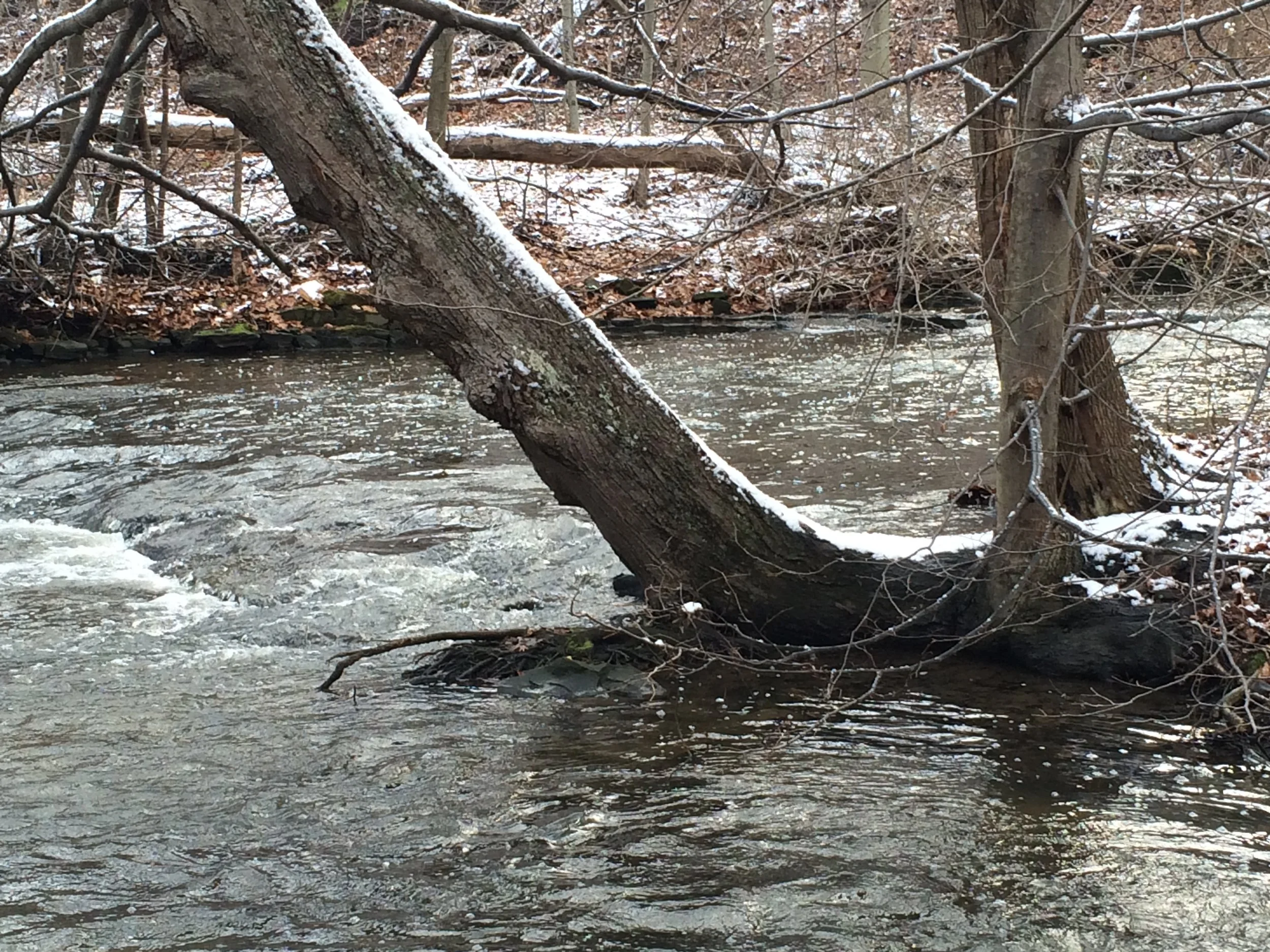 Artist’s Walk at Corbett’s Glen Nature Park