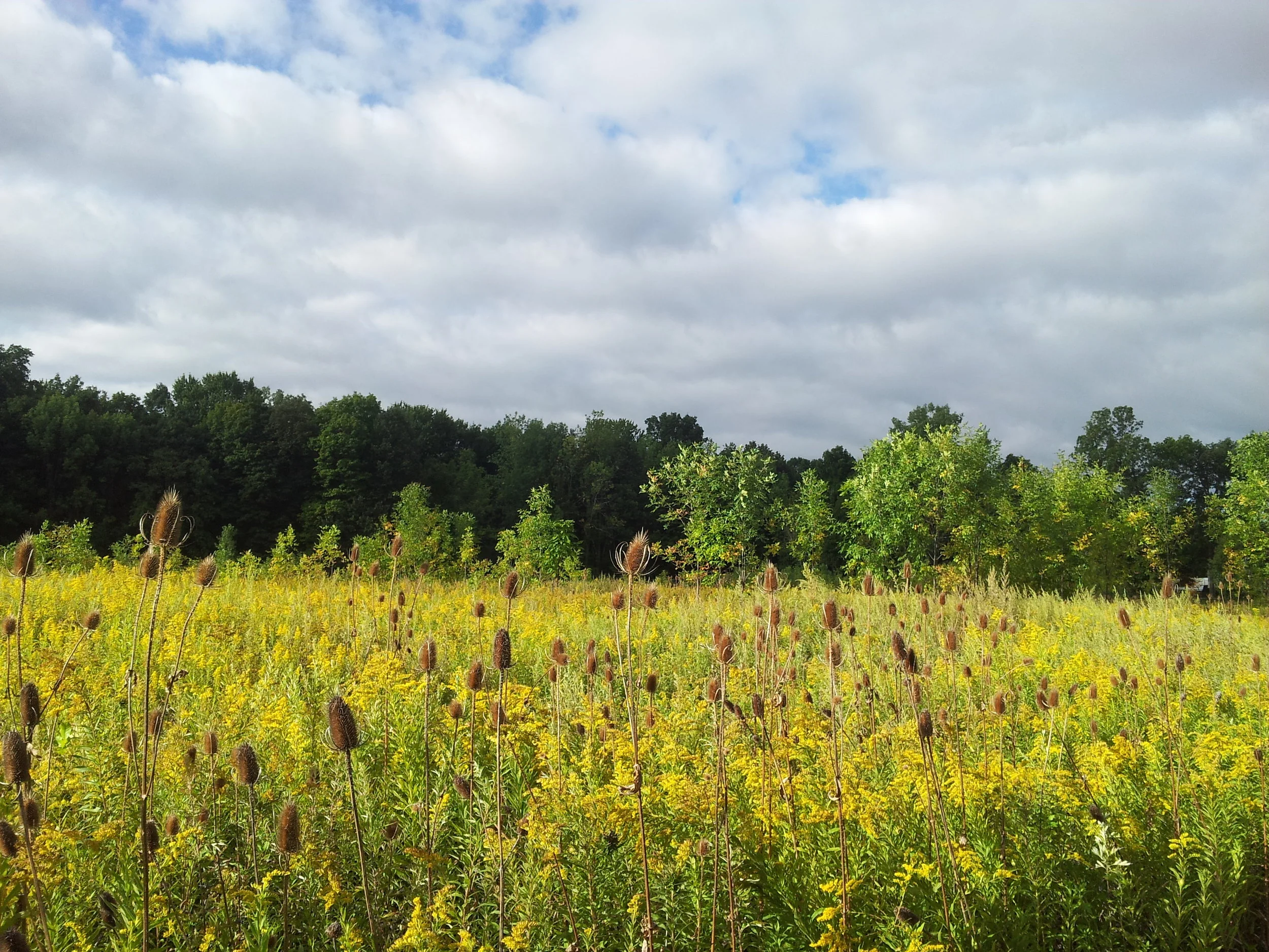 Trail Keepers: Irene Gossin Nature Preserve