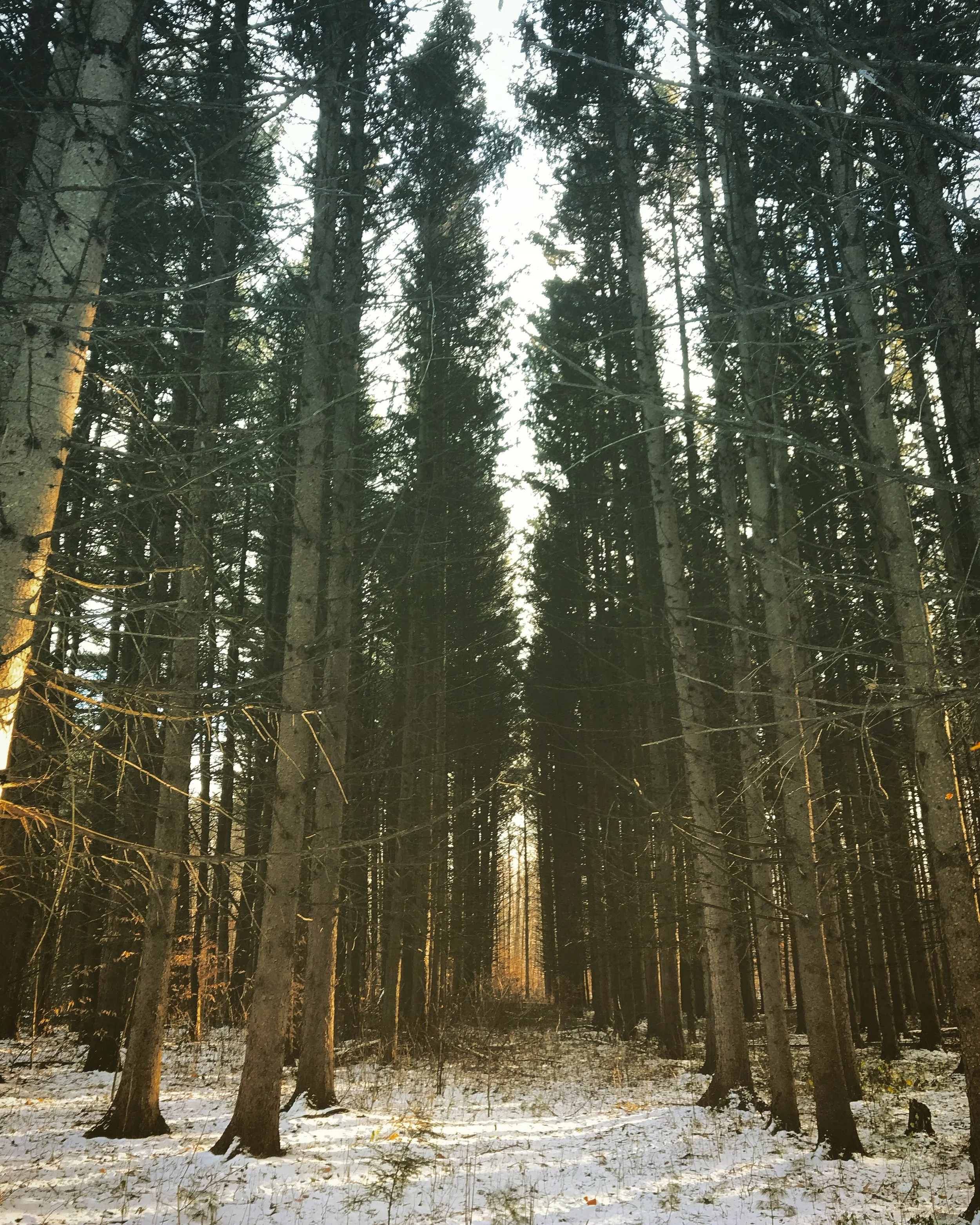 Winter Woods Walk