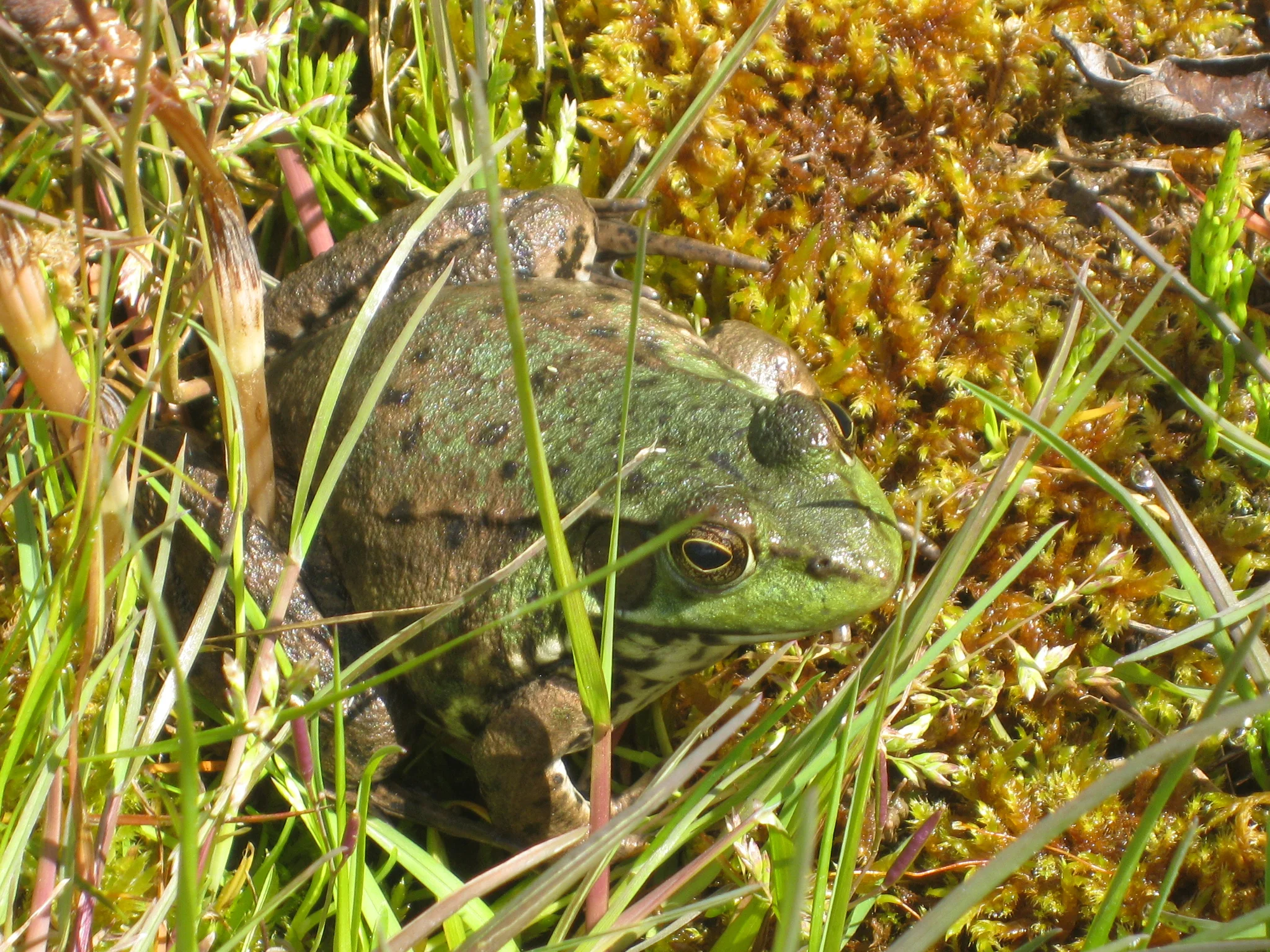 Catch and Release Spring - if you can!
